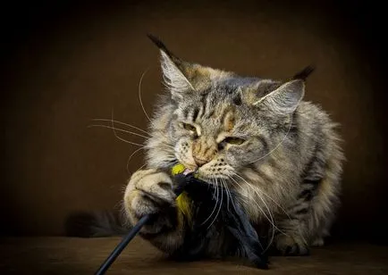 Портрети котки, фото новини