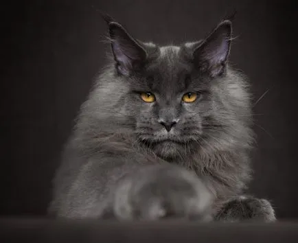 Портрети котки, фото новини