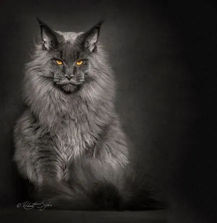 Портрети котки, фото новини