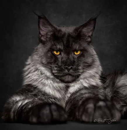 Портрети котки, фото новини