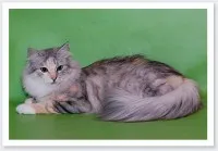 Цветовете на сибирските котки - страна на котките
