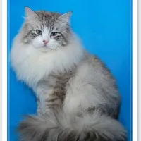Цветовете на сибирските котки - страна на котките