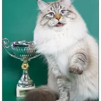 Цветовете на сибирските котки - страна на котките