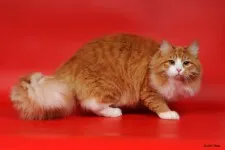 Цветовете на сибирските котки - страна на котките