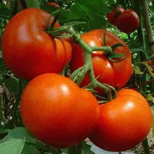 Условия за отглеждане на домати