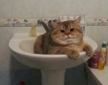 Причините, поради които ушите на котка са горещо и сухо носа