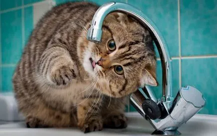 Вицове за котки снимки (забавно) Вицове за котки снимка