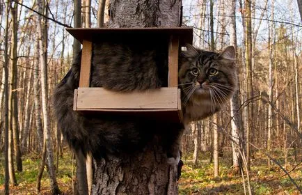 Вицове за котки снимки (забавно) Вицове за котки снимка