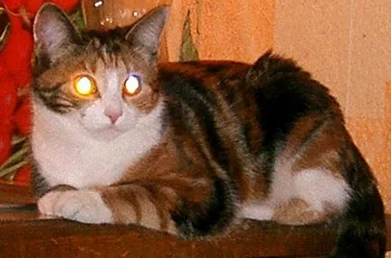 Вицове за котки снимка (котки) Вицове за котки снимка