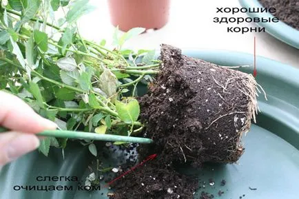 Правилната грижа за стаята роза в дома, градината