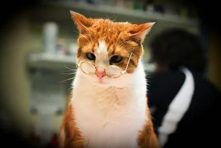 Вицове за котки снимки (забавно котка снимка) Вицове за котки снимка