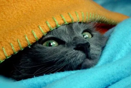 Вицове за котки снимки (забавно котка снимка) Вицове за котки снимка