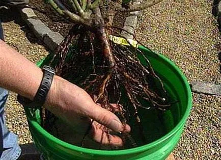 Правилните засаждане на рози