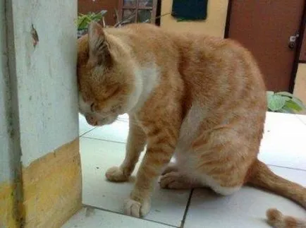 Вицове за котки снимки (забавно котка снимка) Вицове за котки снимка