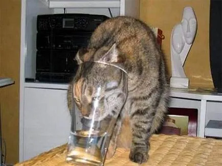 Вицове за котки снимки (забавно котка снимка) Вицове за котки снимка