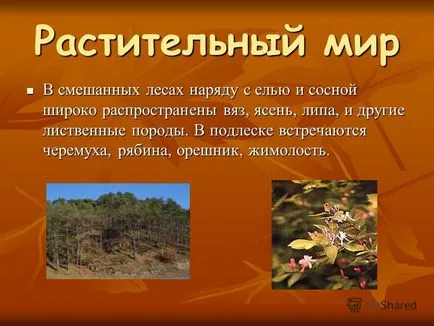 Представяне на горска площ е разделена зона тайгата зона на смесени широколистни зона гора (широколистни) Представяне на горска площ е разделена зона тайга зона на смесени широколистни гори зона
