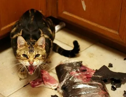Вицове за котки снимка (котки) Вицове за котки снимка