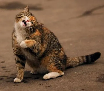 Вицове за котки снимка (котки) Вицове за котки снимка