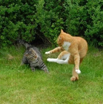 Вицове за котки снимка (котки) Вицове за котки снимка