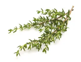 Подправки и подправки мащерка (Thymus) мащерка (мащерка) Подправки и подправки мащерка (Thymus) мащерка