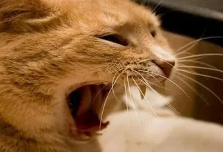 Признаци на бяс при котки (бяс) Признаци на бяс при котките