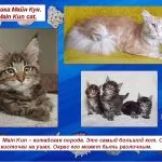 Забелязали котка порода и името му, American голям диви и домашни, и големите хищни