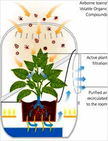Растения въздух почистващи (Chlorophytum) Растения пречистватели на въздуха
