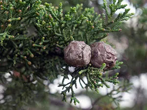 Cypress растение - грижи в дома кипарис пресаждане и размножаване; дом кипарис