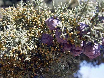 Cypress растение - грижи в дома кипарис пресаждане и размножаване; дом кипарис