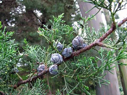 Cypress растение - грижи в дома кипарис пресаждане и размножаване; дом кипарис