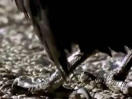 Bird черен гарван
