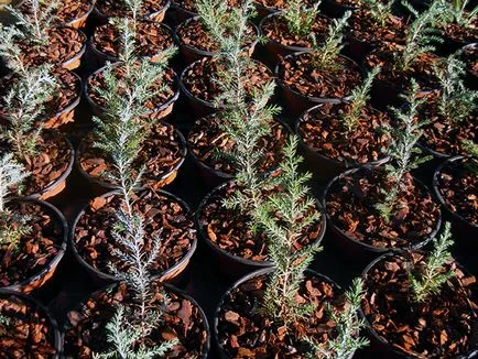 Cypress растение - грижи в дома кипарис пресаждане и размножаване; дом кипарис