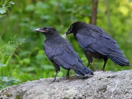Bird черен гарван