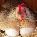 Развъждането и отглеждането на пъстърва в дома като бизнес технологии, бизнес план,