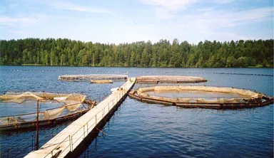 пъстърва