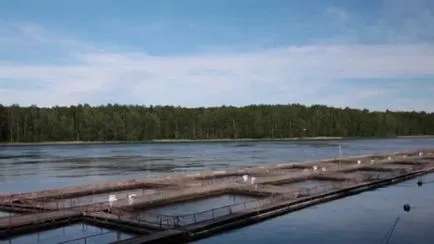 Развъждане на пъстърва за бизнес или за лична употреба