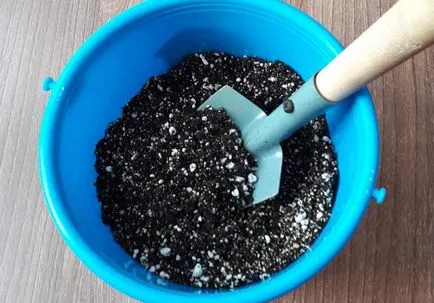 Възпроизвеждането на теменужки у дома вкореняване виолетови листа, градински (виолетов) Възпроизвеждането на теменужки у дома вкореняване виолетови листа, градина