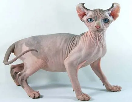 Редки породи котки със снимки и заглавия - murkote за котки и котки