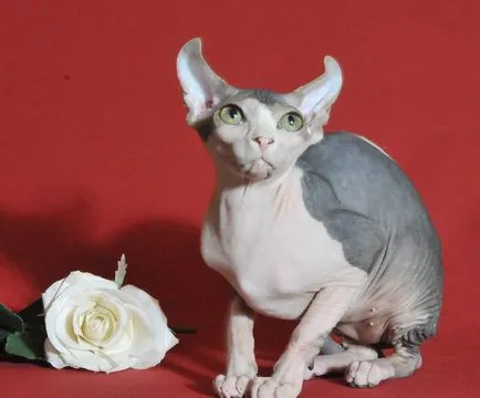 Редки породи котки име, цена, описание, 10 снимки, видео