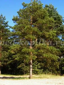 Pine Акварелна живопис за деца в предучилищна възраст турове със снимки