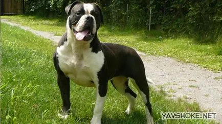 Най-опасното куче в света (снимка Dog) Най-опасното куче в света