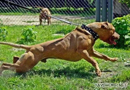 Най-опасното куче в света (кавказка овчарка) Най-опасното куче в света