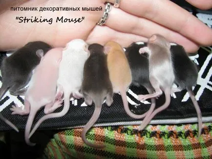 уебсайт myshlandiya
