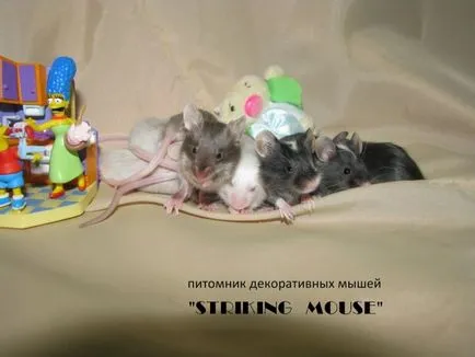 уебсайт myshlandiya
