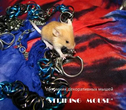 уебсайт myshlandiya