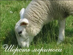 мериносова вълна