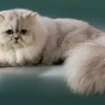 Персийска котка снимка, грижа и поддръжка, характер, характеристики Вид и прегледи на собствениците,