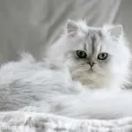 Персийска котка снимка, грижа и поддръжка, характер, характеристики Вид и прегледи на собствениците,