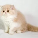 Персийска котка снимка, грижа и поддръжка, характер, характеристики Вид и прегледи на собствениците,