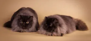 Персийска котка - снимки, описание, грижи, природата и цената на котенцата